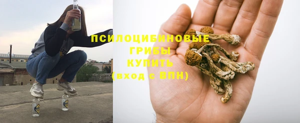 прущие грибы Баксан